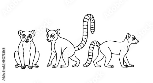 Outline drawing of lemurs in various poses with bold striped tails