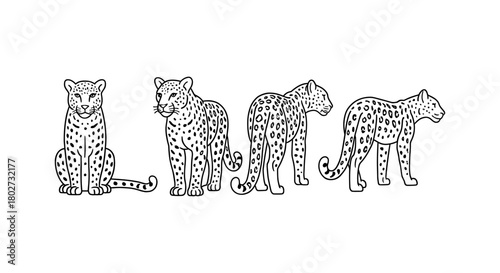 Leopard silhouettes in linear art style displaying various poses