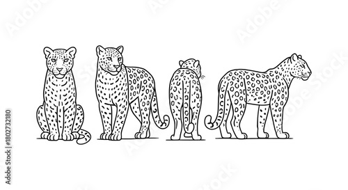 Leopard silhouettes: line art of majestic big cats in various poses