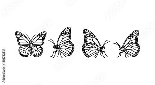 Intricate butterfly outline art showing multiple wing positions
