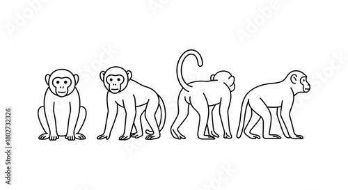 Monkey outlines from various angles in minimalist design style