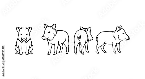 Detailed linear wild boar silhouette in multiple views for wildlife designs