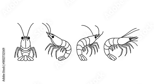 Minimalist linear shrimp and lobster design for aquatic themed projects
