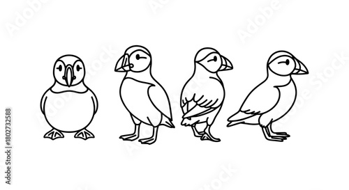 Minimalist puffin outline art: set of puffin bird line drawings for nature designs