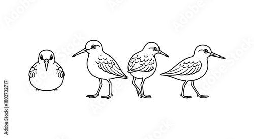 Minimalist bird silhouettes in line art style show various poses and perspectives
