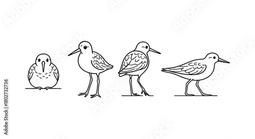 Linear bird evolution: from chick to adult silhouette