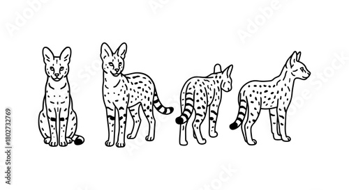 Elegant linear designs of exotic spotted cats in various poses