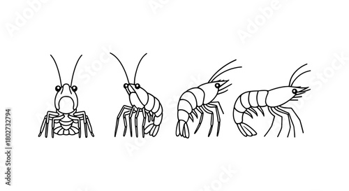 Black and white linear shrimp sketches in various poses on white background