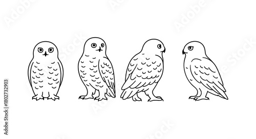 Minimalist owl line art: four views of a snowy owl in black and white
