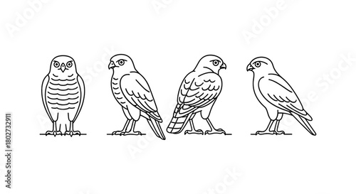 Linear illustrations of hawk in multiple poses on white background