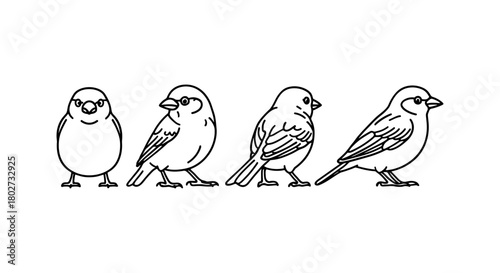 Evolution of bird: linear sparrow transformation stages in minimalist design
