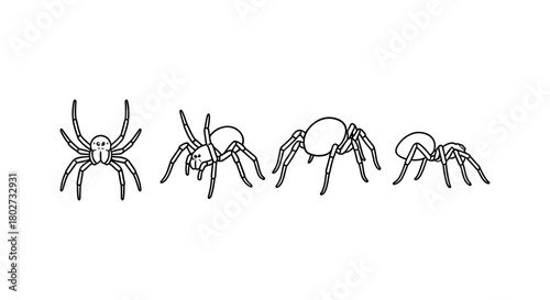 Linear spider evolution series showing different growth stages on white background