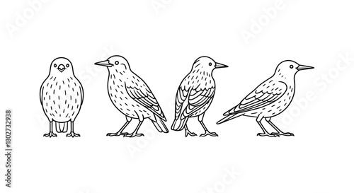 Line art bird collection: detailed avian designs in minimalist style