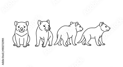 Tasmanian tiger line art illustrating animal in four unique poses