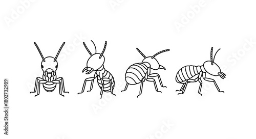 Linear insect art: ants from different angles in black and white