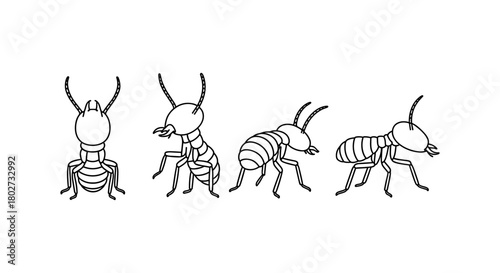 Line art of termites in various poses highlighting anatomy and structure