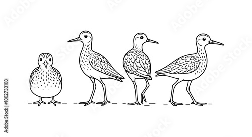 Bird evolution stages in line art: from chick to adult bird