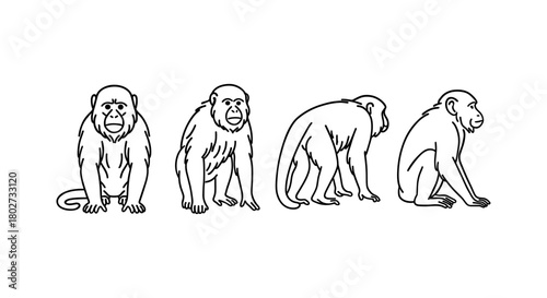 Monkey outline: four poses in minimal line art for design