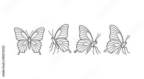 Butterfly evolution: seamless black outline transformation sequence on white background