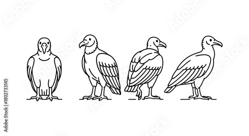 Linear vulture drawings: front and side views in minimalist style