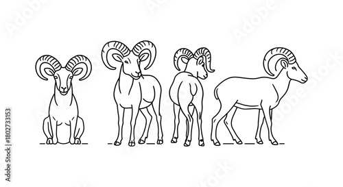 Linear line art of rams in different poses with detailed horns