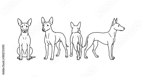 Outline drawing of dogs in various poses from multiple angles