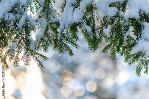 Holiday background with green spruce branches covered with glittering snow in Christmas sunny park