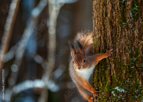 A cute fluffy squirrel climbs down a tree trunk in a park against a blue sky