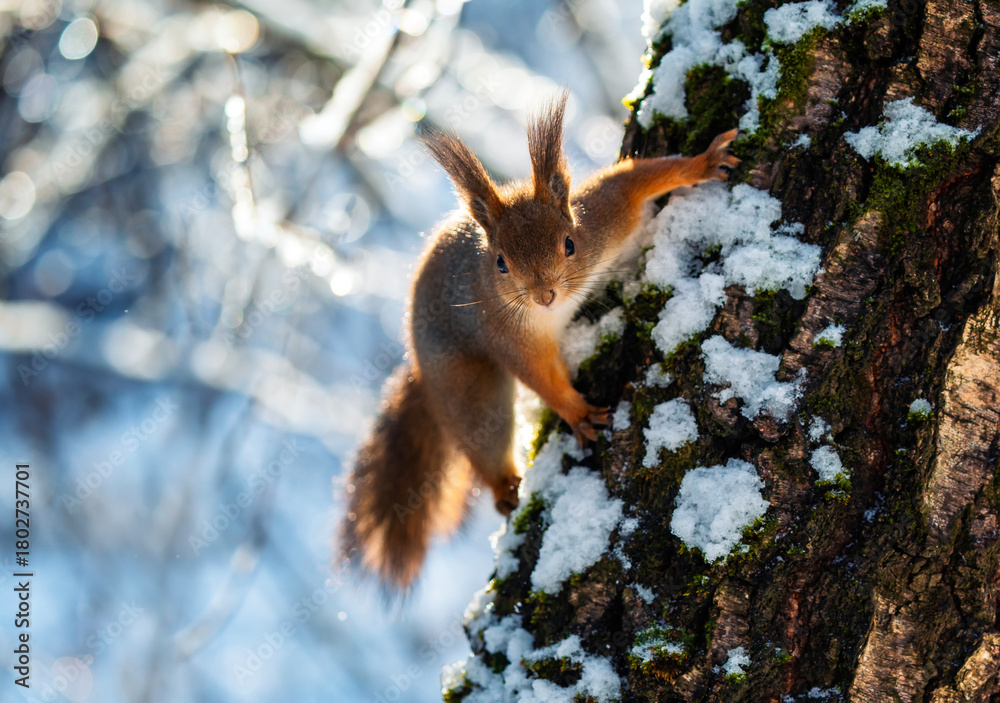 Fototapeta premium A cute fluffy squirrel sits on a snow-covered tree trunk and looks straight ahead in a winter garden