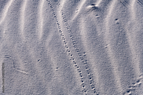 Fototapeta Naklejka Na Ścianę i Meble -  Tracks in sand ripples seen at White Sands National Park