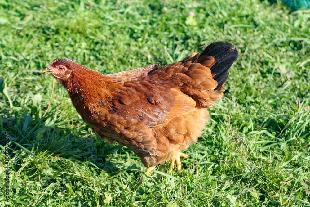 Fototapeta premium Chicken. A big colorful chicken walks on the grass.