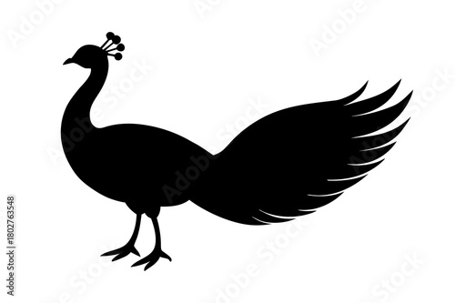 Peacock silhouette black bird