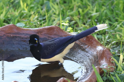 Gralha Picaça, Gralha de Crista Negra - Plush-Crested Jay