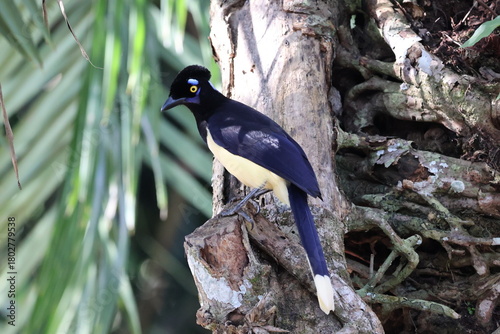 Gralha Picaça, Gralha de Crista Negra - Plush-Crested Jay