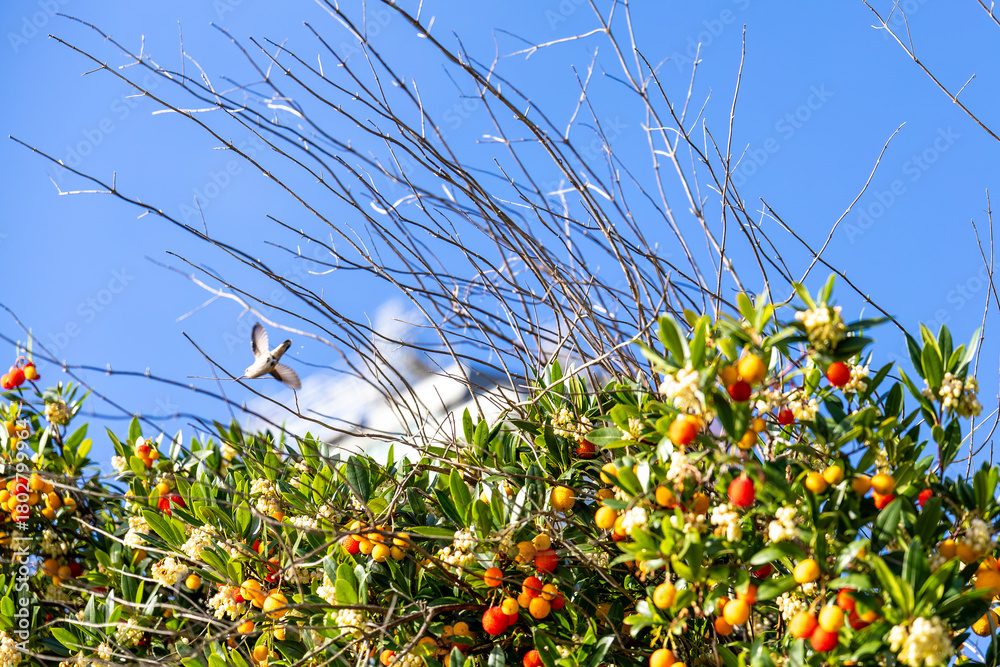 Obraz premium A hummingbird hovers above a vibrant strawberry tree filled with colorful fruits and white blossoms. Bright sunlight and a clear blue sky create a vivid wildlife and botanical scene