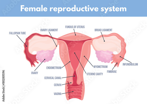 Female reproductive system. Uterus anatomy medical education diagram, woman internal genital cervical womb fallopian tube ovary cervix pregnancy gynecology neat vector illustration