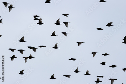 Photography European starling (Sturnus vulgaris) common in European towns cities and farmlan