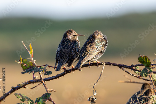 Canvas Print European starling (Sturnus vulgaris) common in European towns cities and farmlan