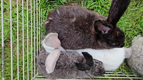 Three adult rabbits cuddle and heavy berating in the corner of bottomless cage as animals being held for transportation or processing. Bunnies can also feed on fresh grass and be moved into new spot. 
