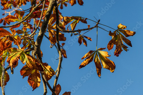 Autumnal vibrant horse chestnut foliage in Tuscany, Italy