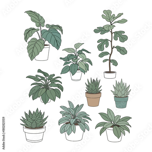 Collection of various potted green plants.