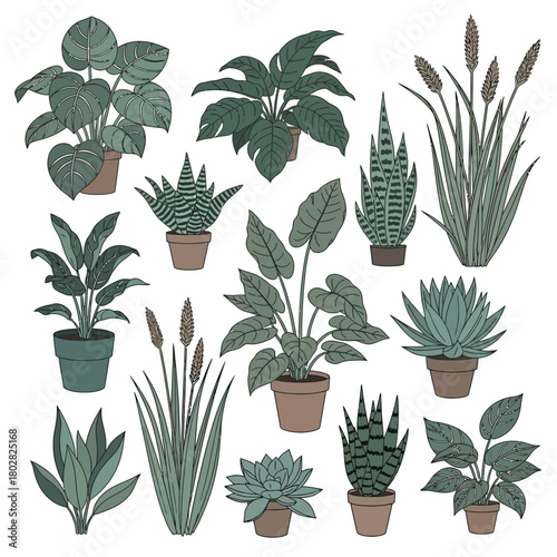 Collection of various potted house plants illustrations.