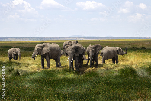Photography A herd of African elephants (Loxodonta africana) in Serengeti National Park