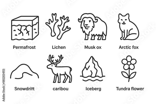 Tundra Line Icons. Line style icons of Tundra: Permafrost, Lichen, Musk Ox, Arctic Fox, Snowdrift, Caribou, Iceberg, Tundra Flower