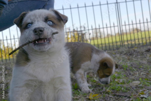 фотографія Adorable blue-eyed puppy with a spotted face holding a stick in its mouth, playing outdoors near another puppy and a metal fence