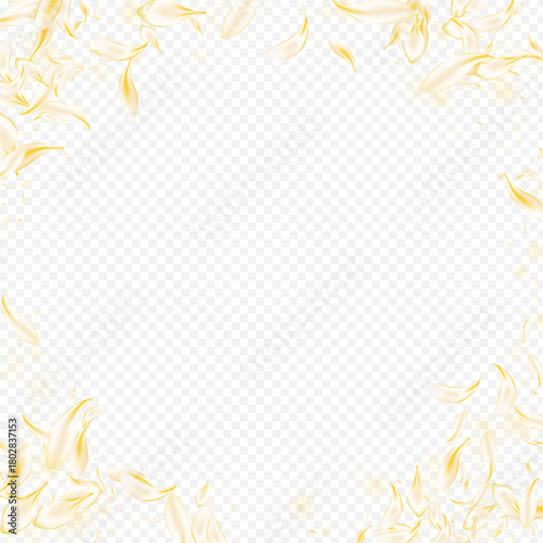 Yellow_petals_transparent_background_468.eps