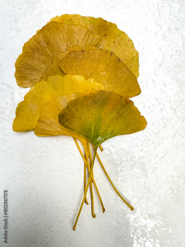 Картината върху платно Yellow ginkgo biloba fan-shaped leaves arranged in a layered botanical compositi