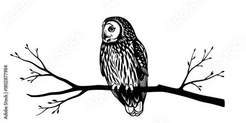 Winter Owl Perched Bare Branch Clean Silhouette Vector