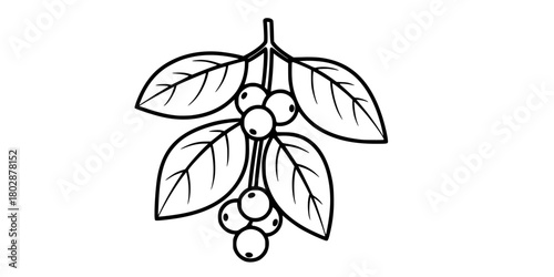Mistletoe Hanging Berries Simple Line Art Vector