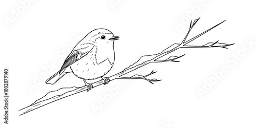 Robin Bird Perched Simple Line Art Vector